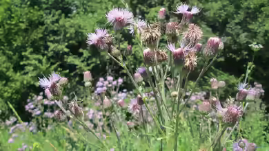 Cirsium arvense am Gartenteich