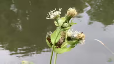 Cirsium oleraceum im Garten pflanzen