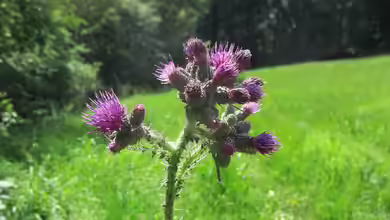 Cirsium palustre im Garten pflanzen