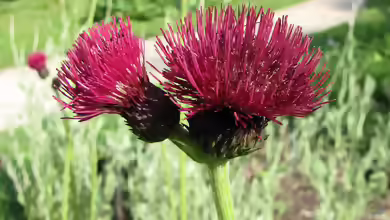 Cirsium rivulare im Garten pflanzen