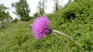 Cirsium tuberosum im Garten pflanzen