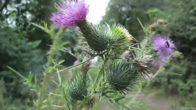 Cirsium vulgare im Garten pflanzen