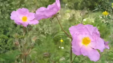 Cistus incanus im Garten pflanzen