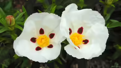 Cistus ladanifer im Garten pflanzen