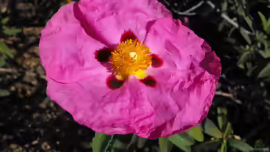 Cistus purpureus im Garten pflanzen