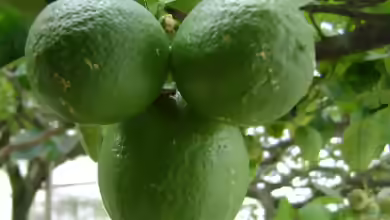 Citrus aurantiifolia im Garten pflanzen