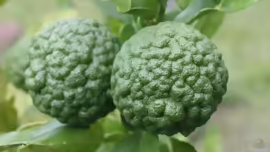 Citrus hystrix im Garten pflanzen