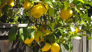 Citrus limon im Garten pflanzen