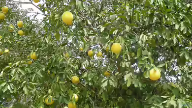 Citrus paradisi im Garten pflanzen