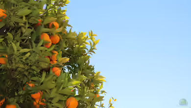 Citrus reticulata im Garten pflanzen