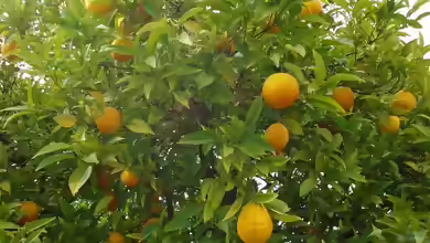 Citrus sinensis im Garten pflanzen