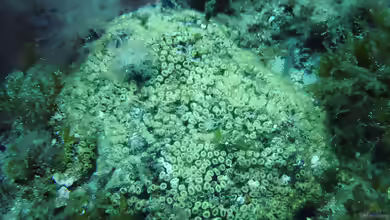 Cladocora caespitosa im Aquarium halten