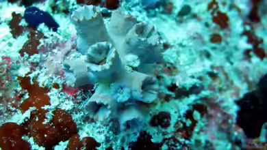 Cladopsammia gracilis im Aquarium halten