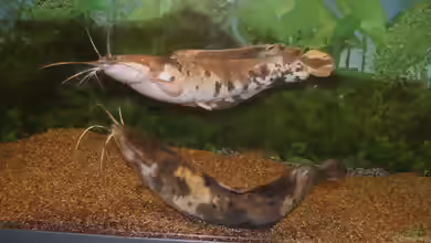 Clarias angolensis im Aquarium halten