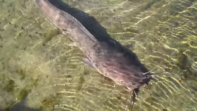 Clarias anguillaris im Aquarium halten