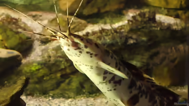 Clarias fuscus im Aquarium halten