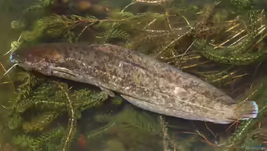 Clarias stappersii im Aquarium halten