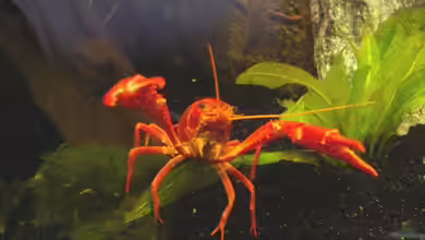 Clarkii - Rote Florida Sumpfkrebse von Kim