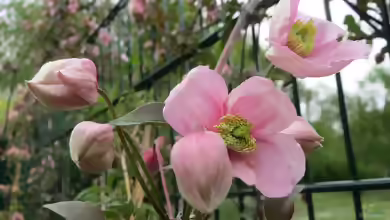Clematis montana im Garten pflanzen
