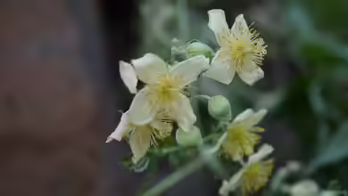 Clematis orientalis im Garten pflanzen