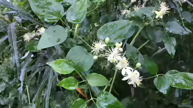 Clematis vitalba im Garten pflanzen