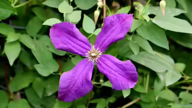 Clematis viticella im Garten pflanzen