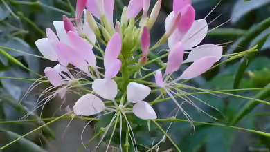 Cleome spinosa im Garten pflanzen