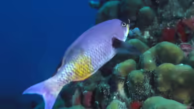 Clepticus parrae im Aquarium halten