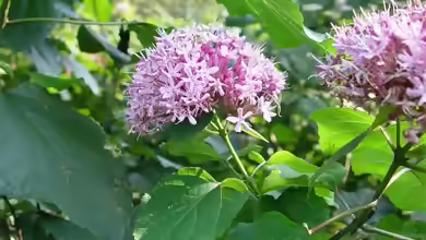Clerodendrum bungei im Garten pflanzen
