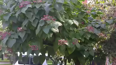 Clerodendrum trichotomum im Garten pflanzen