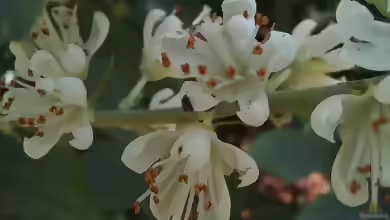 Clethra alnifolia im Garten pflanzen