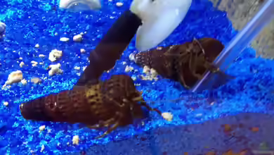 Clibanarius africanus im Aquarium halten