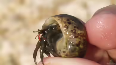 Clibanarius erythropus im Aquarium halten