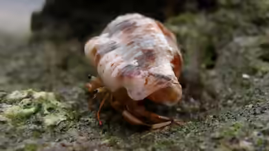Clibanarius humilis im Aquarium halten