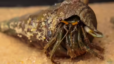 Clibanarius longitarsus im Aquarium halten