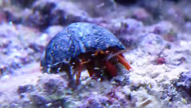 Clibanarius rutilus im Aquarium halten