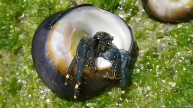 Clibanarius virescens im Aquarium halten