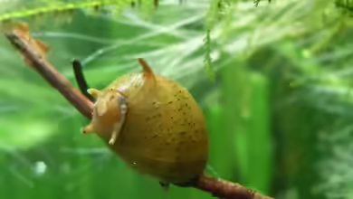 Clithon sp. im Aquarium halten