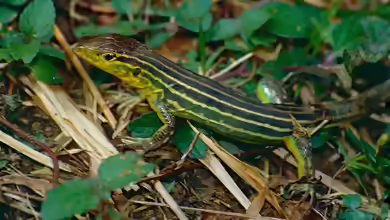 Cnemidophorus lemniscatus im Terrarium halten