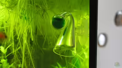 CO2 Dauertest als Technik im Aquarium