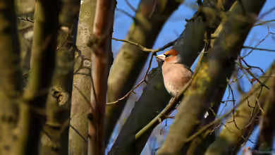 Coccothraustes coccothraustes im Garten