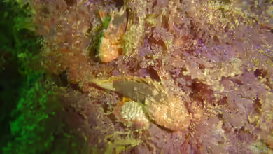 Coccotropsis gymnoderma im Aquarium halten