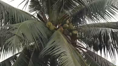 Cocos nucifera im Garten pflanzen