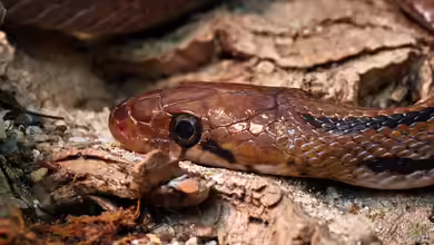 Coelognathus helenus im Terrarium halten