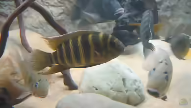 Coelotilapia joka im Aquarium
