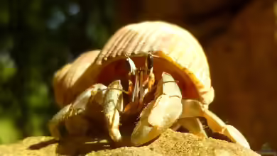 Coenobita rugosus im Terrarium halten