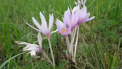 Colchicum autumnale im Garten pflanzen