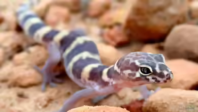 Coleonyx brevis im Terrarium halten