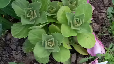 Coleus canina im Garten pflanzen
