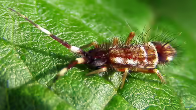 Collembola im Terrarium halten